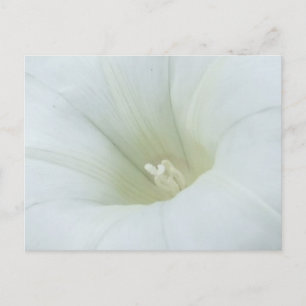 Postales de Flores Blancas