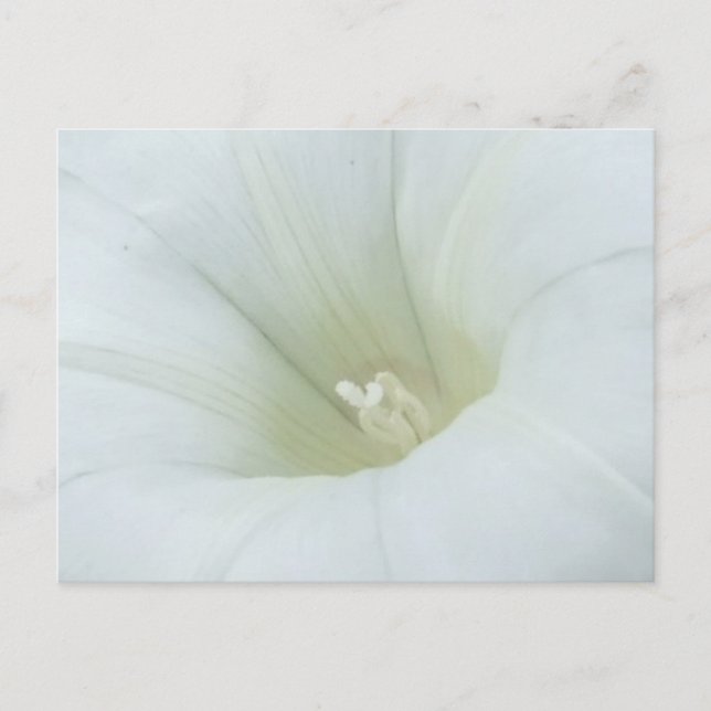 Postales de Flores Blancas (Anverso)