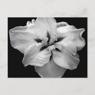 Postales de Flores Blancas