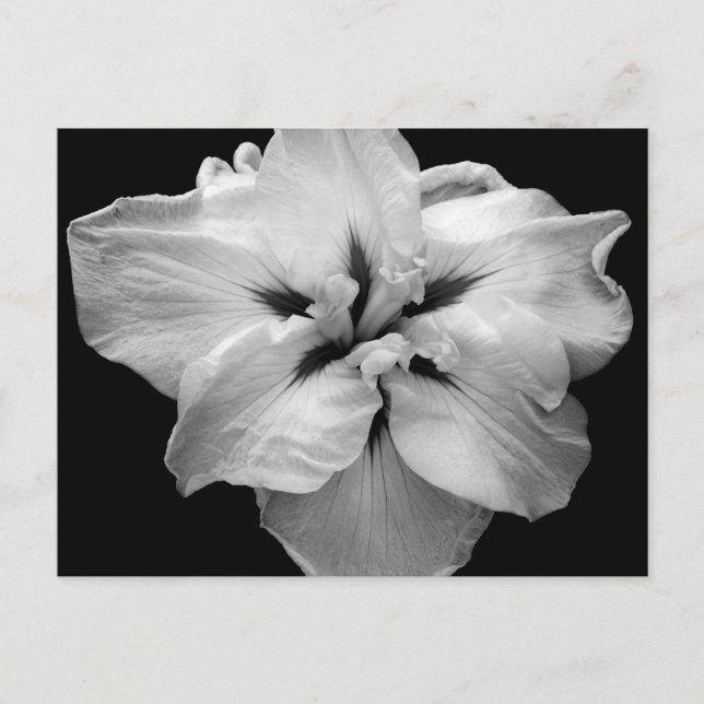 Postales de Flores Blancas (Anverso)