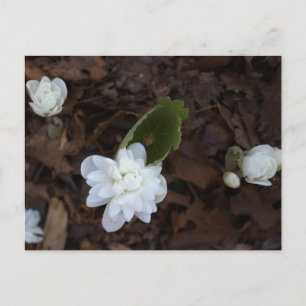 Postales de flores blancas