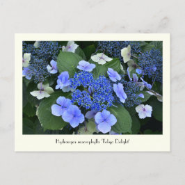Postales de flores coleccionables de hidrangea azu