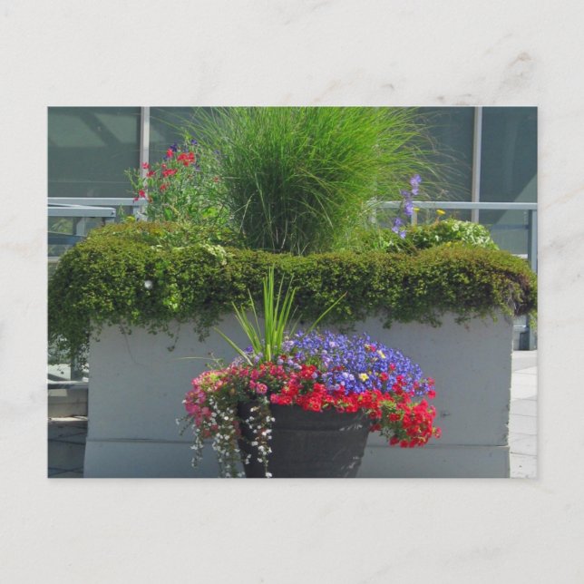 Postales de flores de 2013 para la exhibición de p (Anverso)