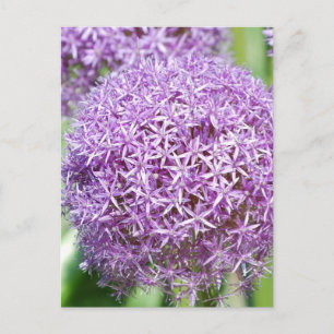 Postales de flores de alio morado