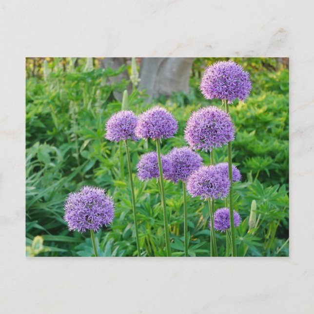 Postales de flores de alio morado (Anverso)