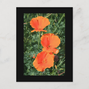 Postales de flores de amapola de California
