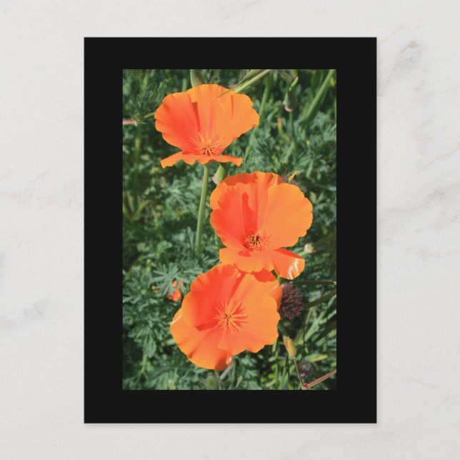 Postales de flores de amapola de California (Anverso)