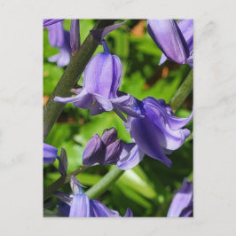Postales de Flores de Azul de Bosques Silvestres