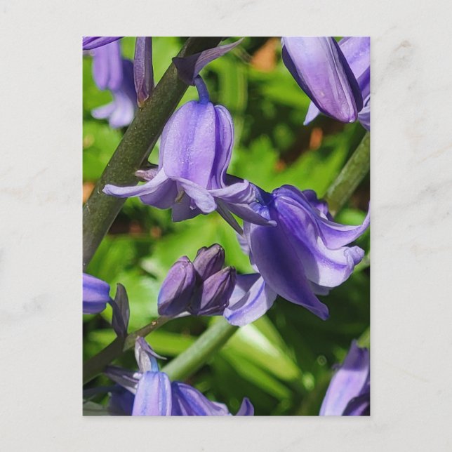 Postales de Flores de Azul de Bosques Silvestres (Anverso)