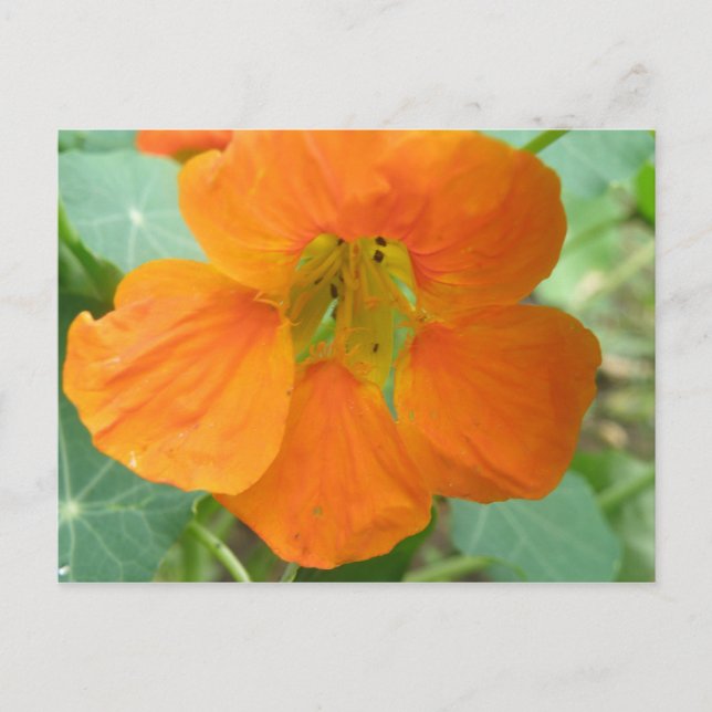 Postales de flores de bonito Nasturtium (Anverso)