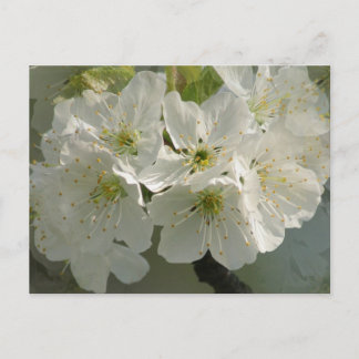 Postales de flores de cerezo blanco