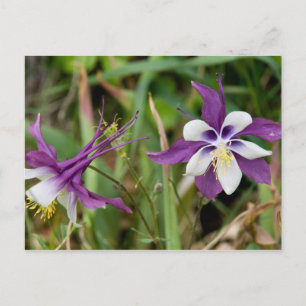 Postales de Flores de Columbina