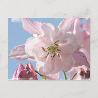 Postales de flores de columna rosa