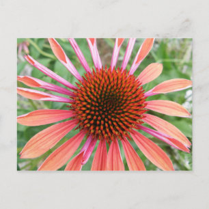 Postales de flores de Coneflower/Rudbeckia