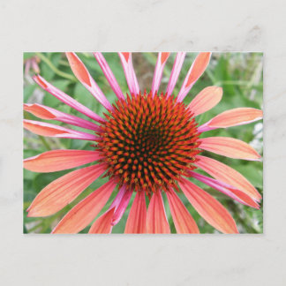 Postales de flores de Coneflower/Rudbeckia