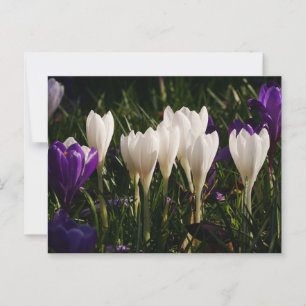 Postales de flores de croco blanco
