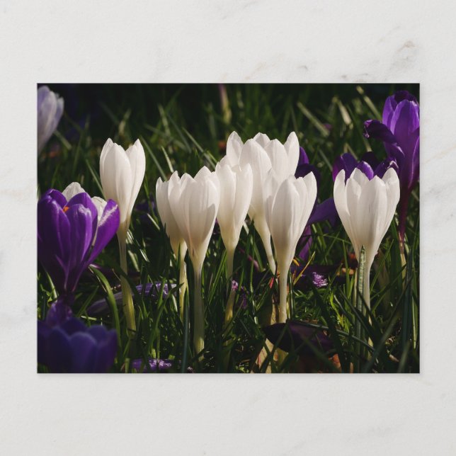 Postales de flores de croco blanco (Anverso)