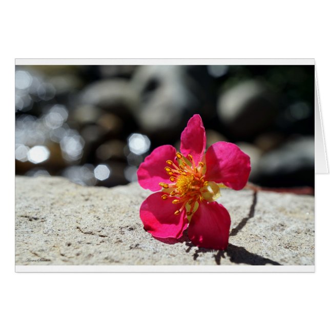 Postales de flores de fresa (Anverso (Horizontal))