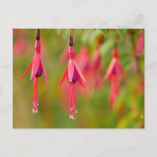 Postales de flores de Fuchsia