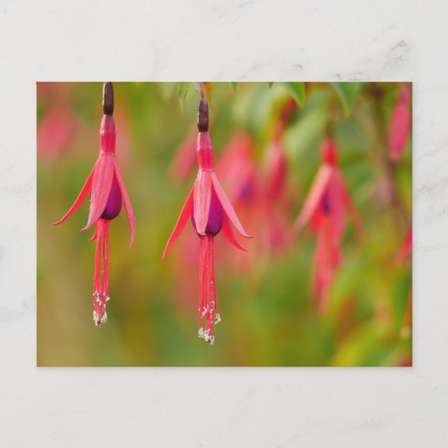 Postales de flores de Fuchsia (Anverso)