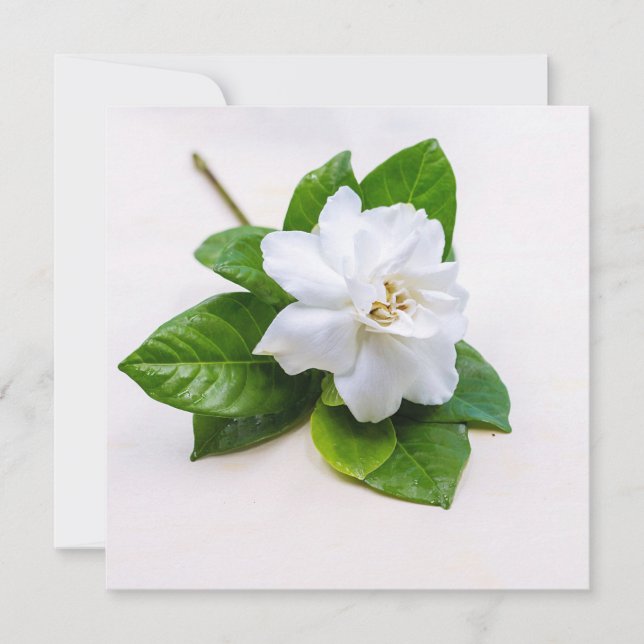 Postales de flores de Gardenia blanca (Anverso)