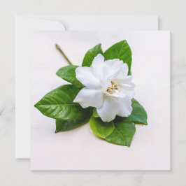 Postales de flores de Gardenia blanca