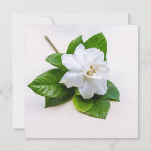 Postales de flores de Gardenia blanca