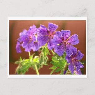 Postales de flores de geranio