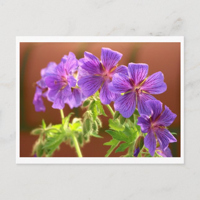 Postales de flores de geranio (Anverso)
