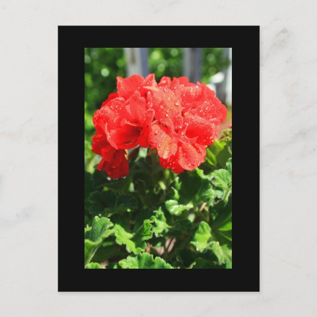Postales de flores de geranio rojo (Anverso)