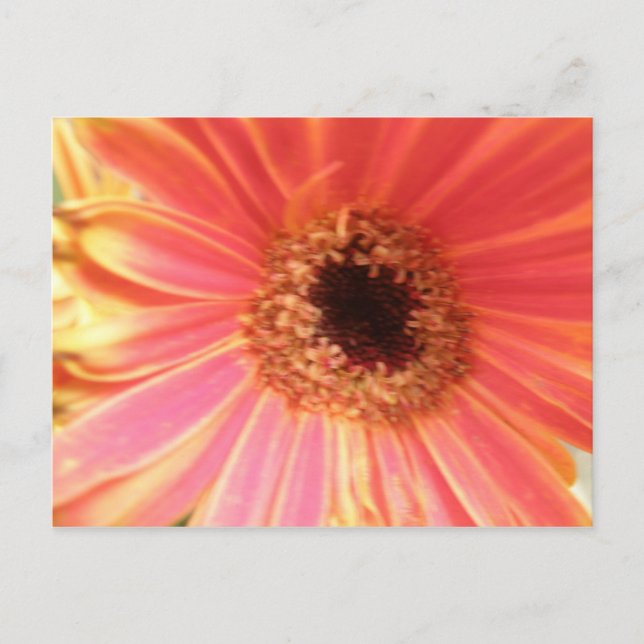Postales de flores de Gerbera Daisy (Anverso)