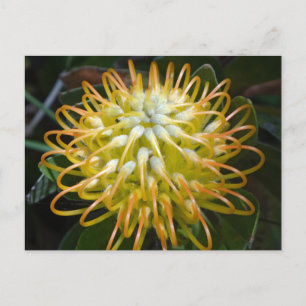 Postales de flores de incushito amarillo