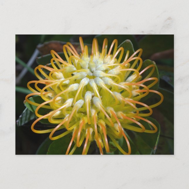 Postales de flores de incushito amarillo (Anverso)