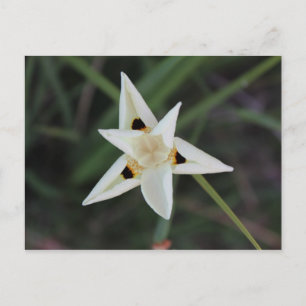 Postales de flores de jardín del 30 de abril