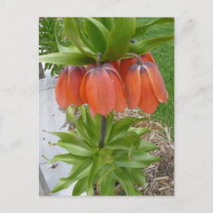 Postales de flores de la Naranja Fritillaria Imper