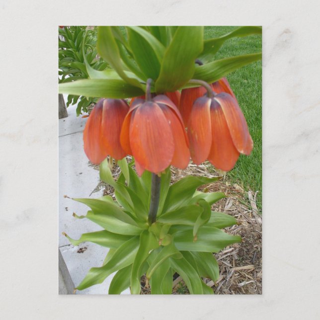Postales de flores de la Naranja Fritillaria Imper (Anverso)