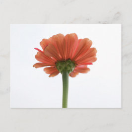 Postales de flores de la naranja Zinnia