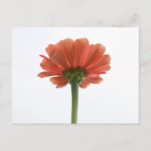 Postales de flores de la naranja Zinnia (Anverso)