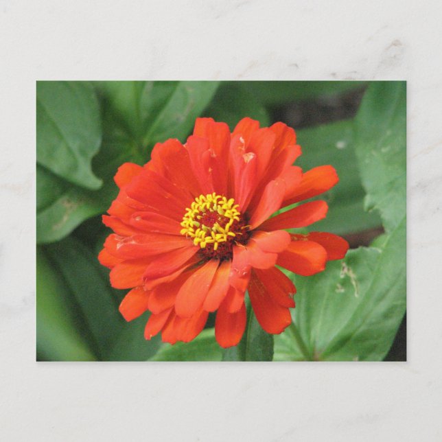 Postales de flores de la naranja Zinnia (Anverso)