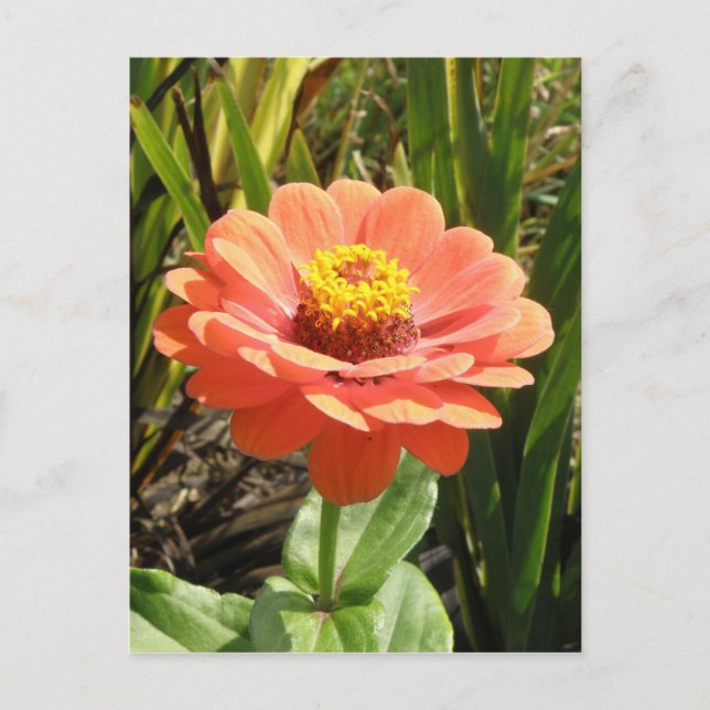 Postales de flores de la naranja Zinnia (Anverso)