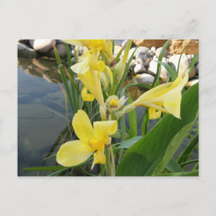Postales de flores de Lily Lily Amarilla