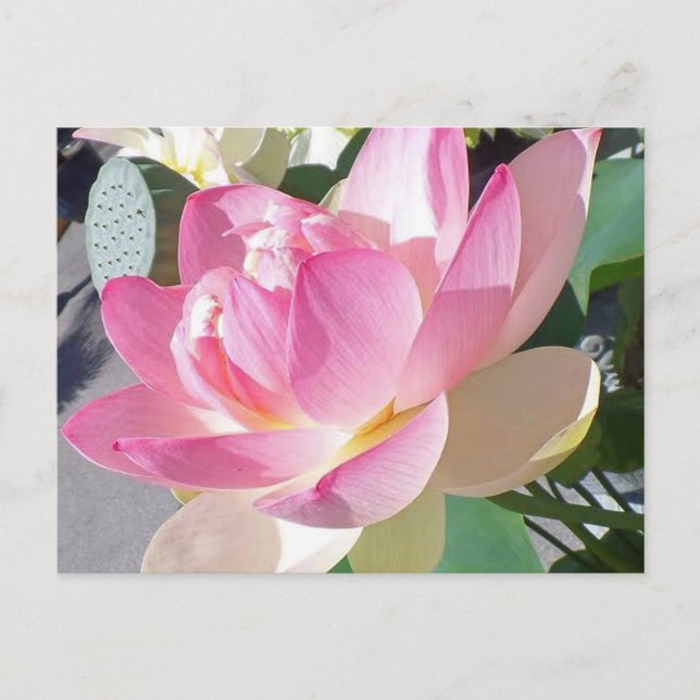 Postales de Flores de Lotus (Anverso)