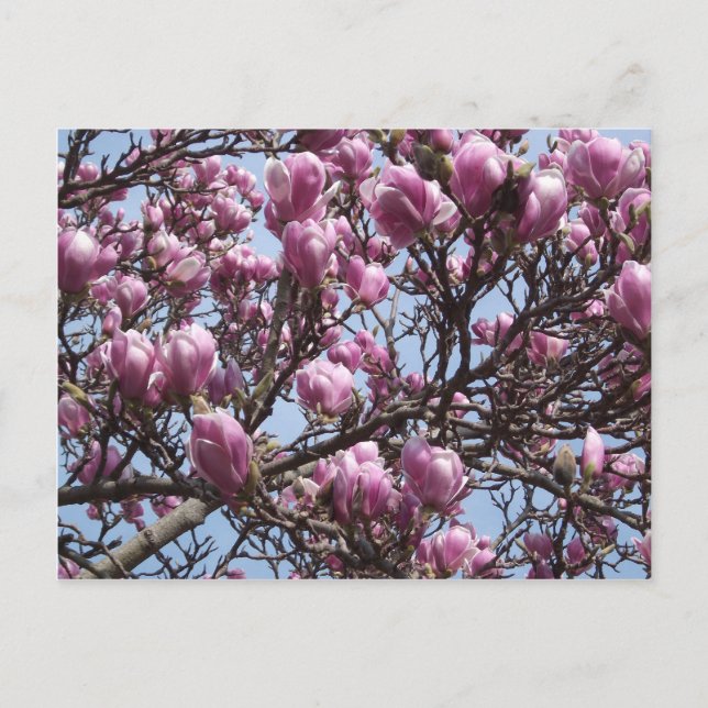 Postales de flores de magnolia rosa (Anverso)