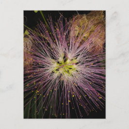 Postales de flores de Mimosa