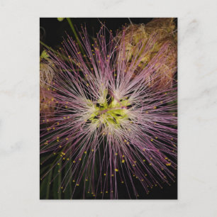 Postales de flores de Mimosa