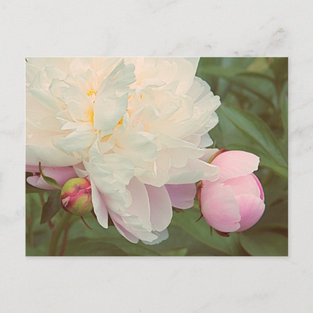 Postales de flores de Peony Peonies (Anverso)