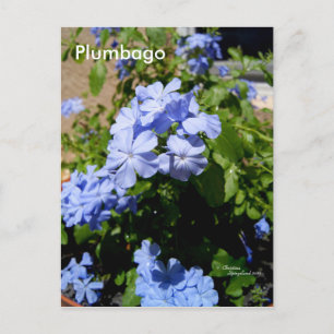 Postales de Flores de Plumbago Azul