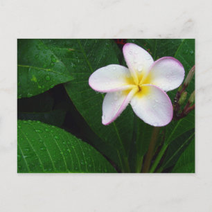 Postales de flores de plumeria amarillo y blanco d