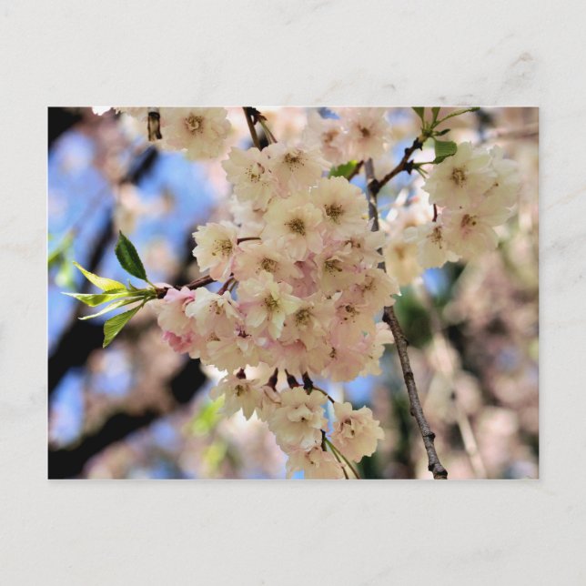 Postales de flores de primavera rosada (Anverso)