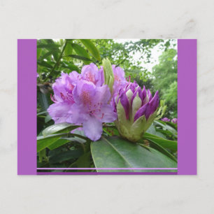 Postales de Flores de Rododendros Púrpura y Buds D